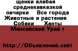 щенки алабая ( среднекавказкой овчарки) - Все города Животные и растения » Собаки   . Ханты-Мансийский,Урай г.